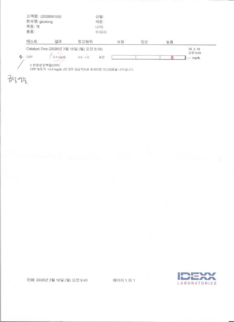 Guidong’s Fight: A Diary of Caring for My 15-Year-Old Chihuahua Through Pancreatitis